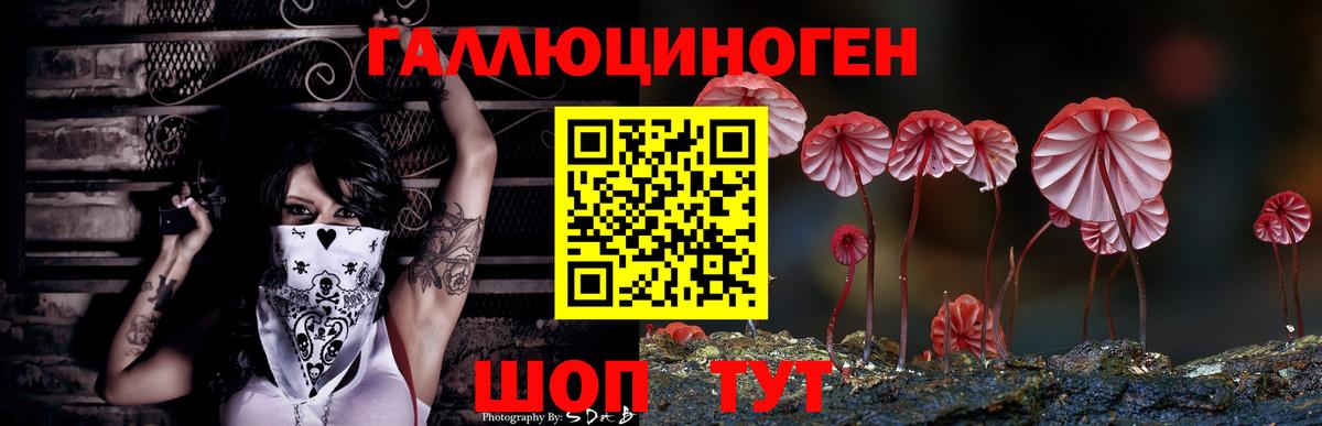 Галлюциногенные грибы Psilocybine cubensis  Будённовск 