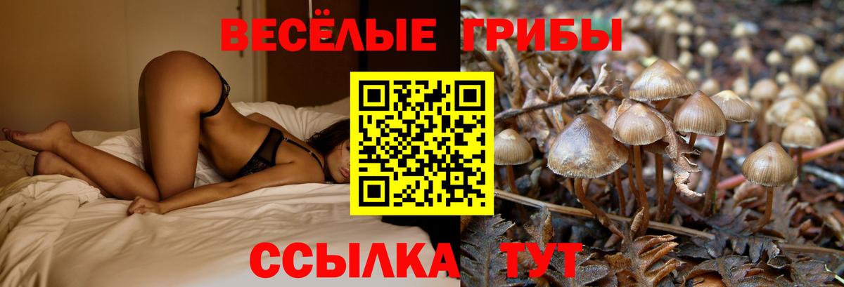 Будённовск  Псилоцибиновые грибы мухоморы  Вход с VPN 